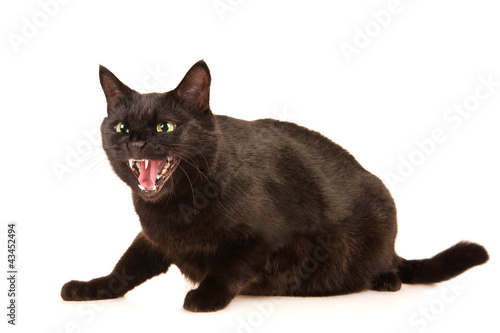 Black cat hisses, isolated on white