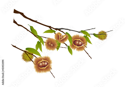 vector icon chestnut