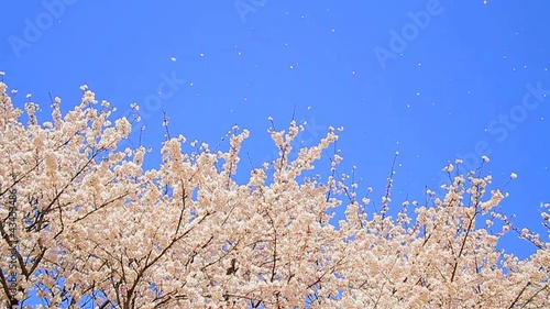 Slow Motion Shot of Sakura, Cherry blossom.