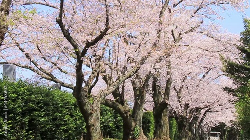 Slow Motion Shot of Sakura, Cherry blossom.