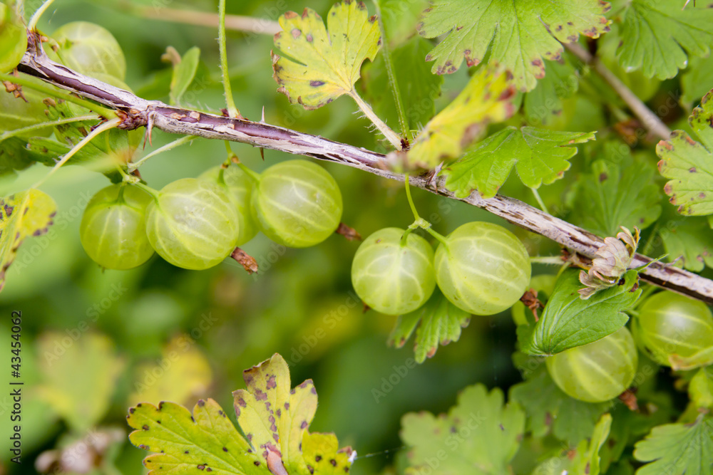 Fototapeta premium ripening gooseberries