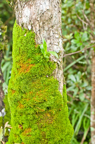 Bright green moss on tree
