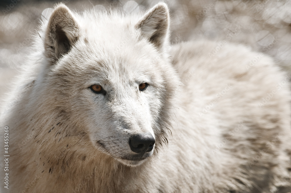 wolf wolf