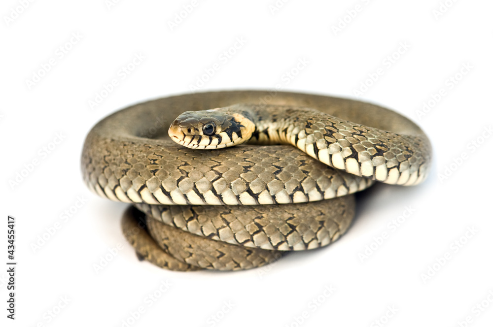 Naklejka premium snake