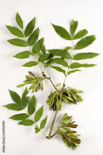 Photos Fraxinus excelsior / Frêne élevé