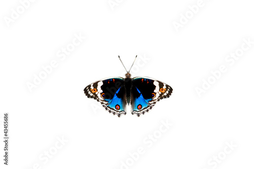 Butterfly, Junonia lemonias , Top Down View,Isolated on a white  photo