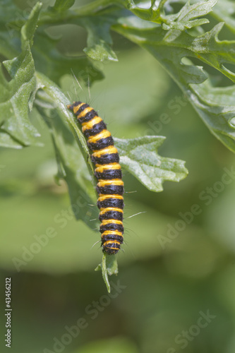 Cinnabar Moth Tyria jacobaeae caterpillar