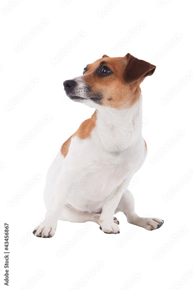 Dog Jack Russel looking to a side