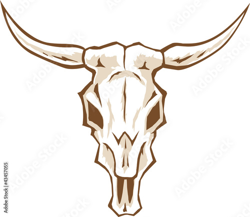 Bull skull