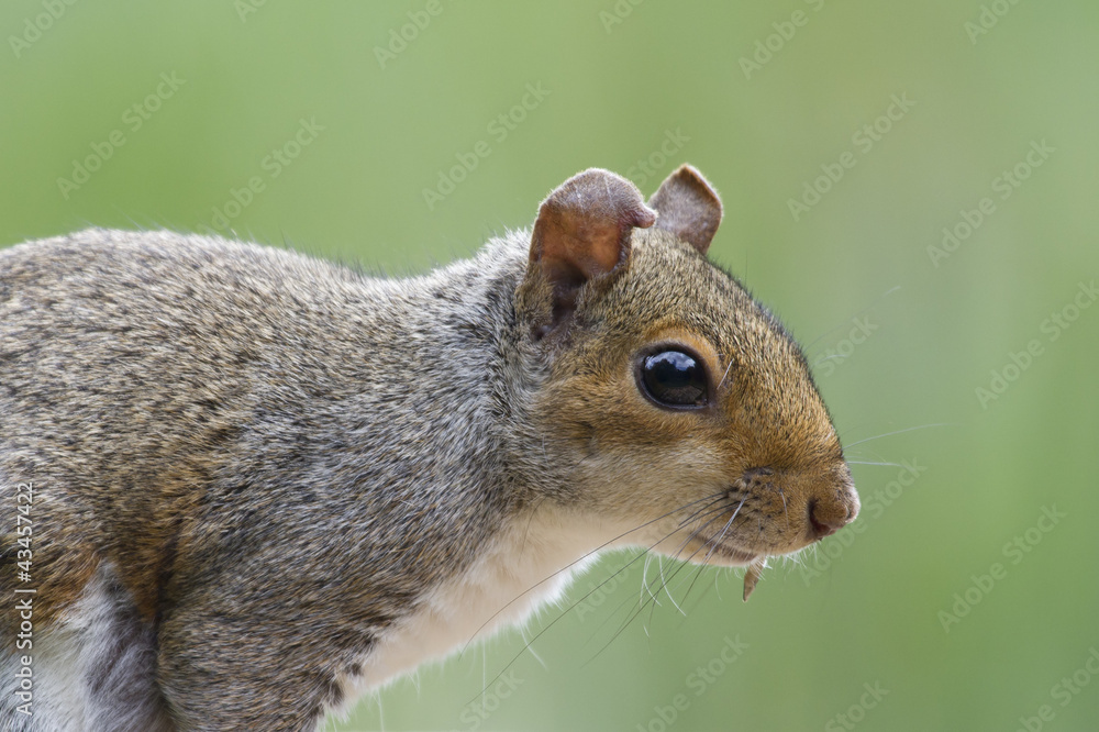 Obraz premium Squirrel