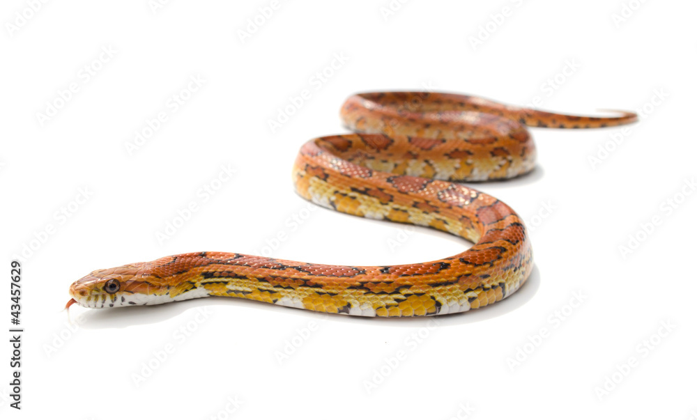 Naklejka premium Isolated snake