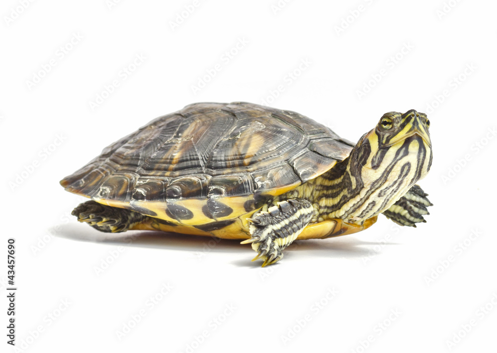 Fototapeta premium turtle isolated
