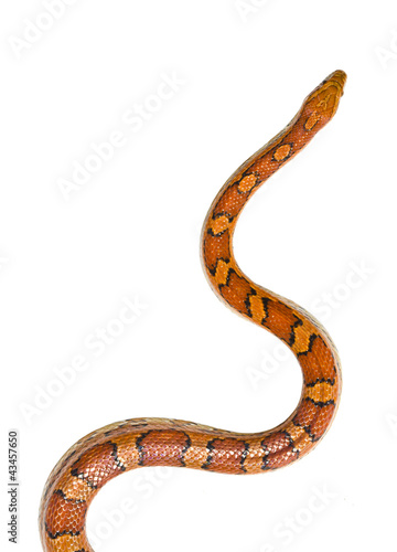 isolated snake