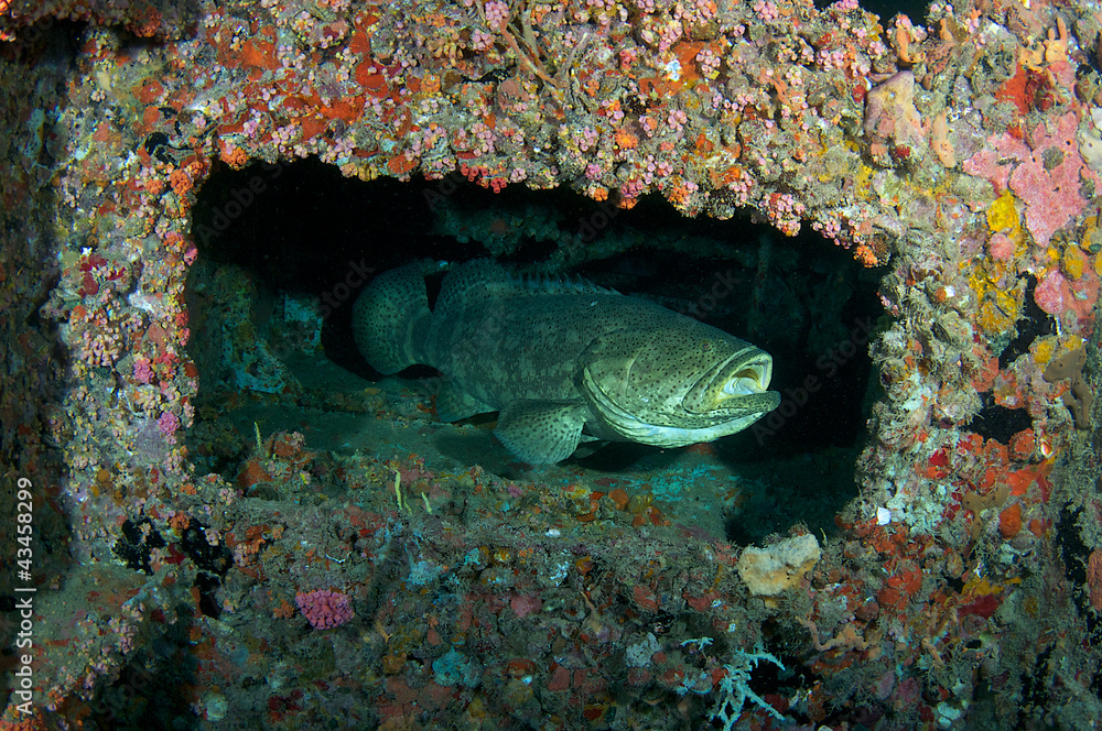 Fototapeta premium A Large Goliath Grouper Looking Out From a sunken ship.