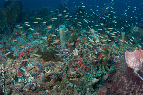 Juvenile Fish Swimming very close to the surface of a reef.