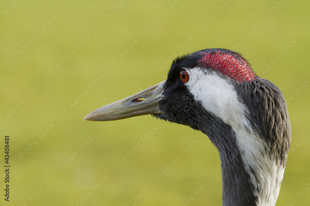 Fototapeta premium Crane