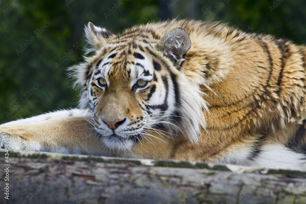 Fototapeta premium Tiger