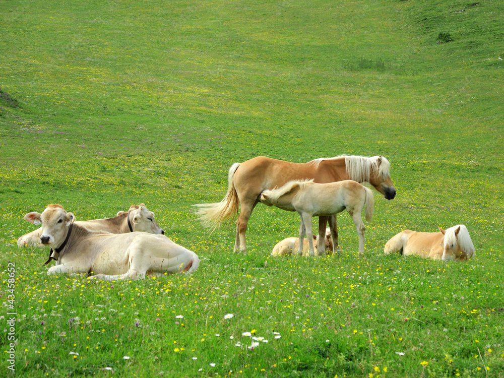 Fototapeta premium Pferde und Rinder
