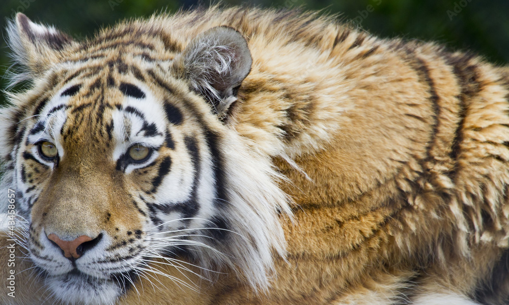Tiger Tiger