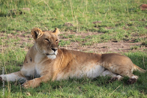 ケニアマサイマラ　牝ライオン