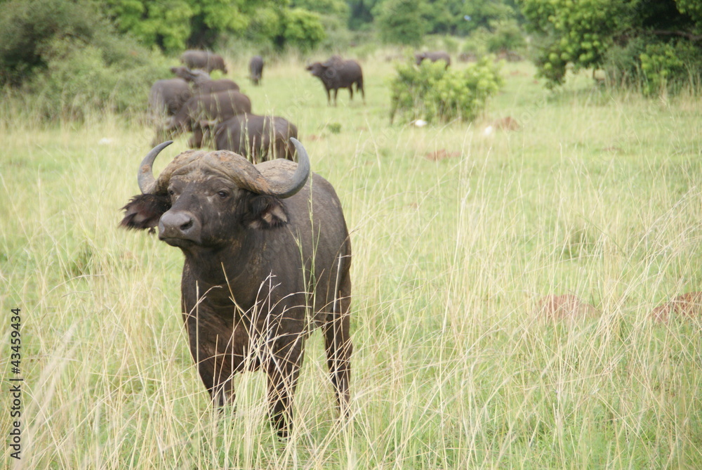 Obraz premium Old Buffalo