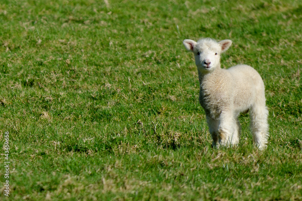 Sheep Farm