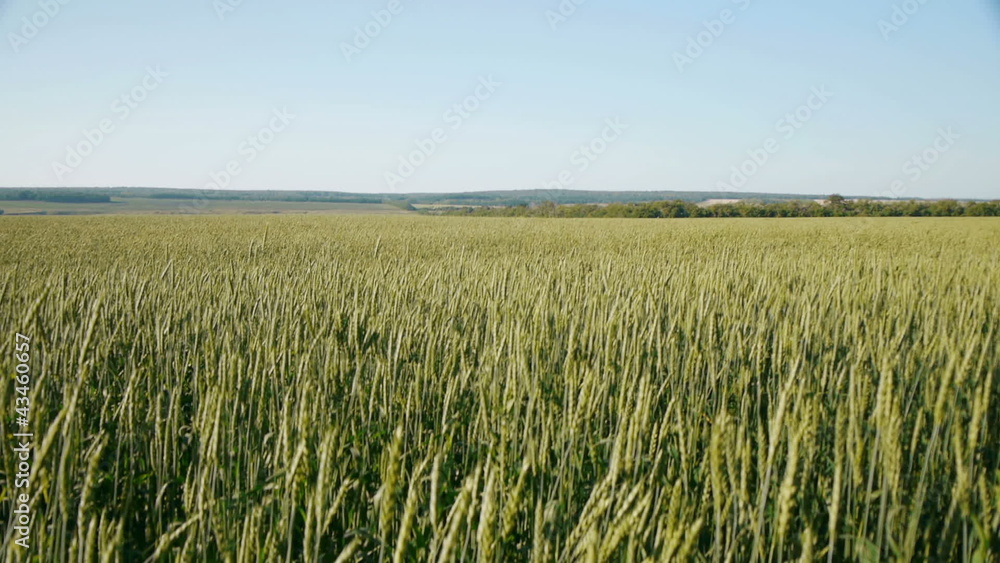 Panoramic view of fresh wheat field at summer Panoramic view of fresh wheat field at summer