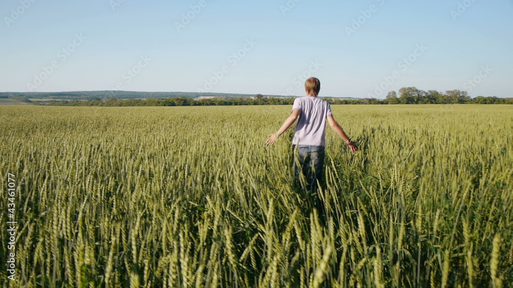 Carefree young man walking in wheat field at summertime Carefree young man walking in wheat field at summertime