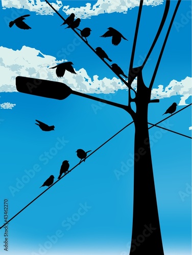 birds, utility pole and blue sky