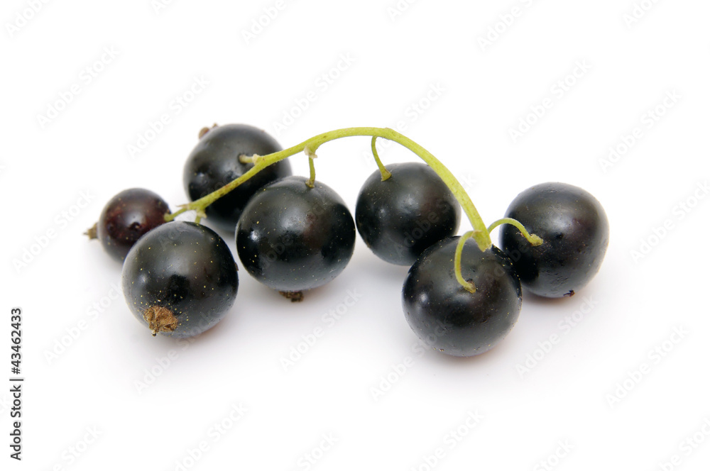 black currant berries on the white background black currant berries on the white background