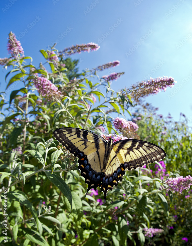 Naklejka premium Eastern Tiger Swallowtail (Papilio glaucus)