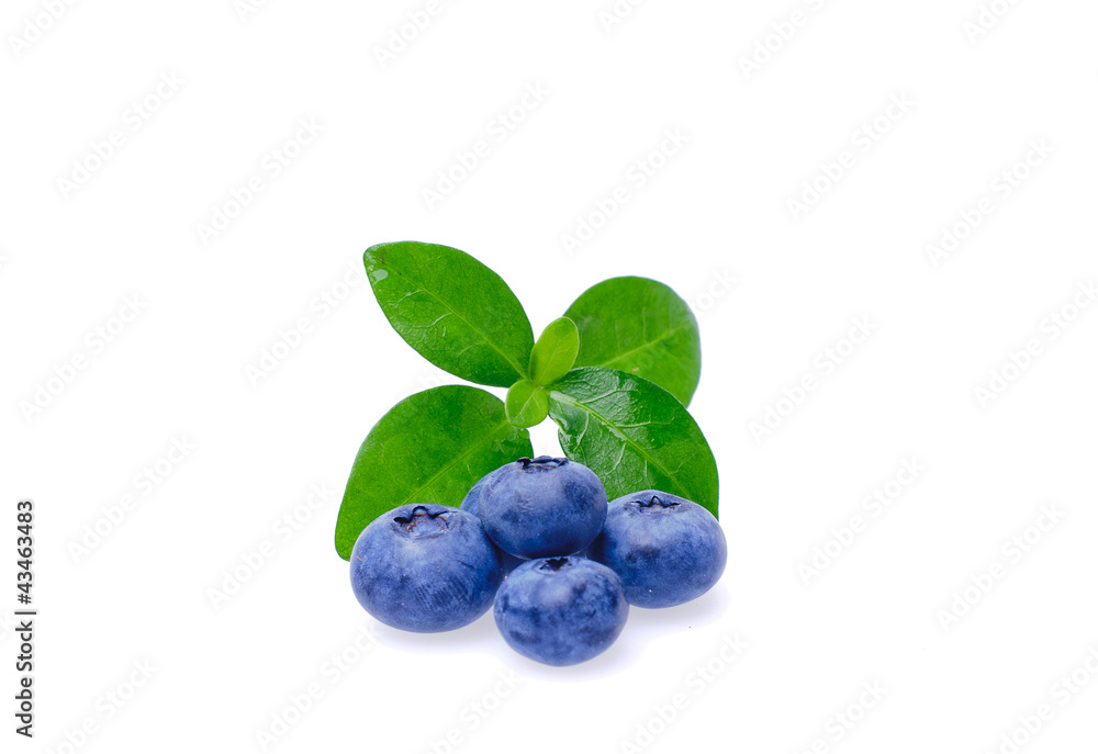 Bilberries Bilberries