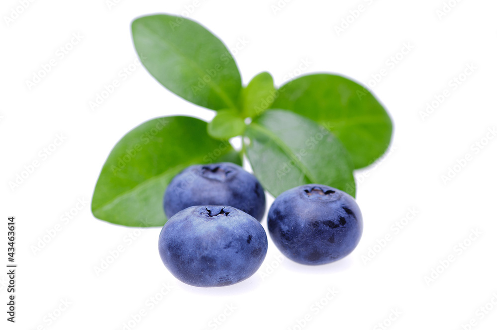 Bilberries Bilberries