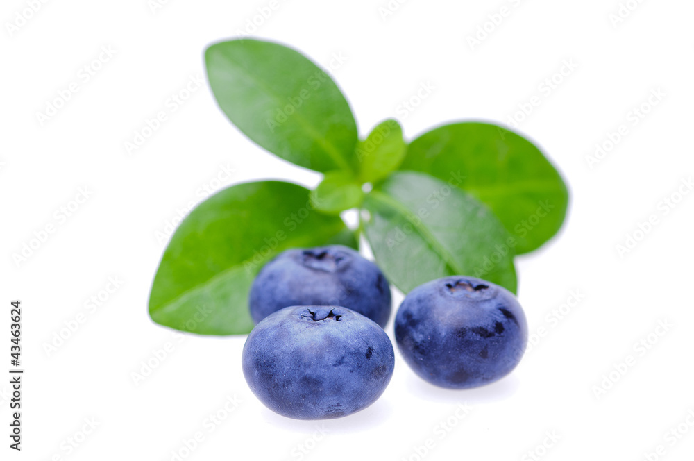 Bilberries Bilberries