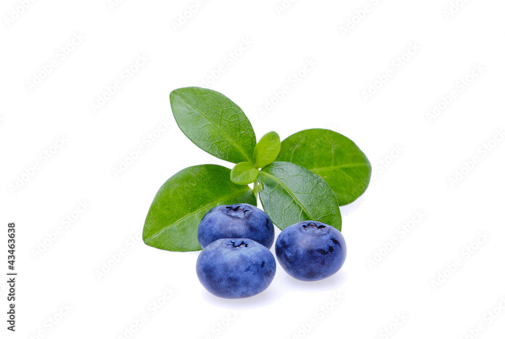 Bilberries Bilberries