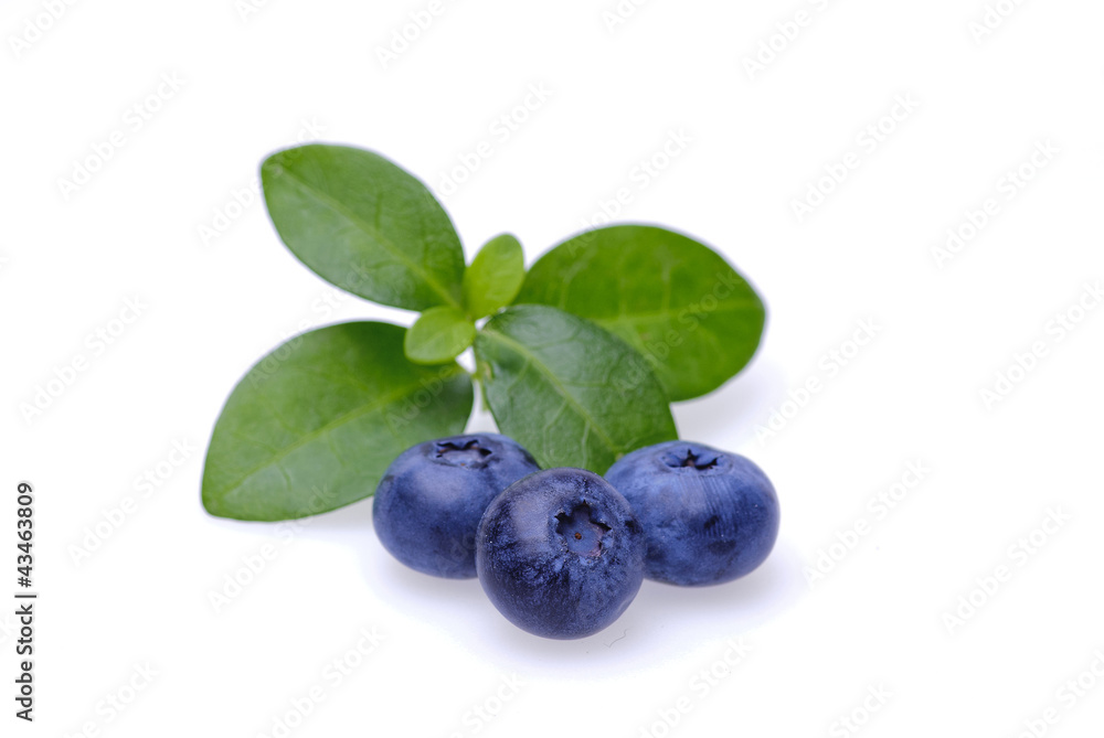 Bilberries Bilberries