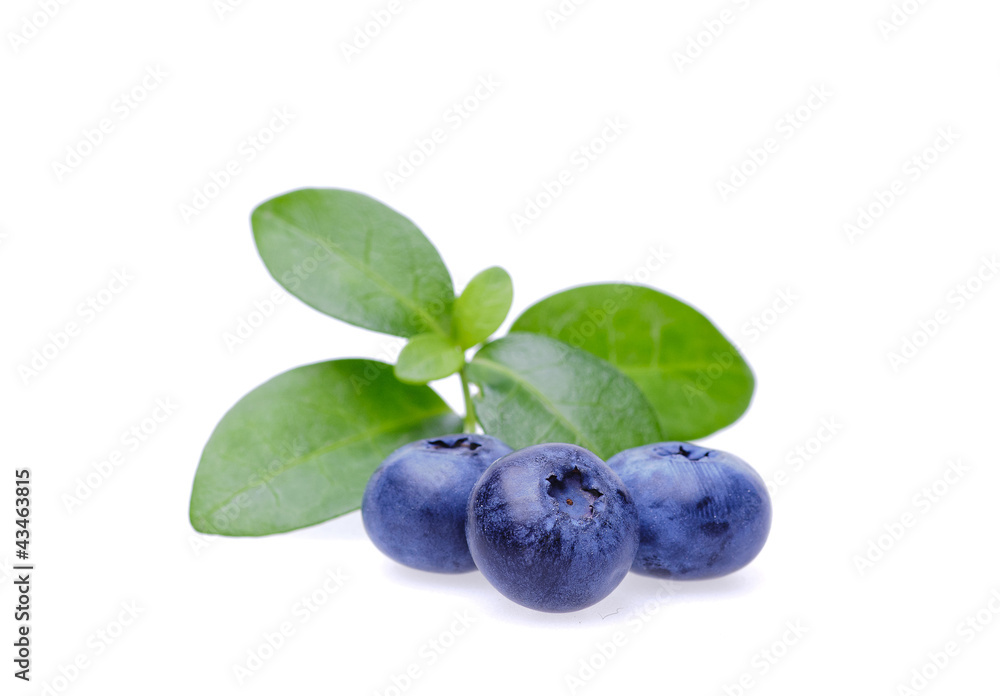 Bilberries Bilberries