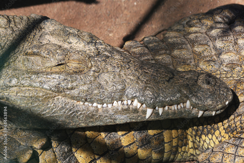 Obraz premium TIERE_0035_Stumpfkrokodil