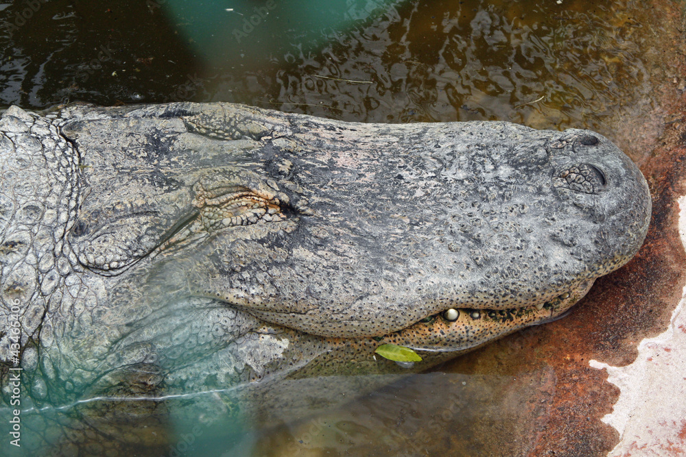 TIERE_0881_Mississippi-Alligator TIERE_0881_Mississippi-Alligator
