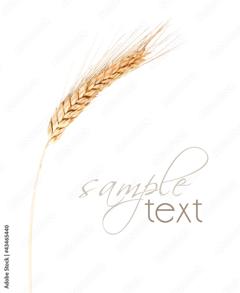 Naklejka premium Wheat isolated on white