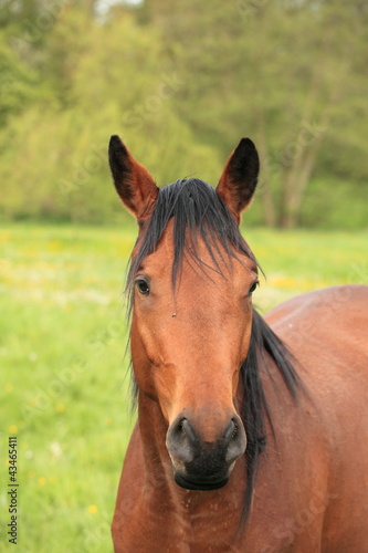 head and neck of a horse brown © JPchret