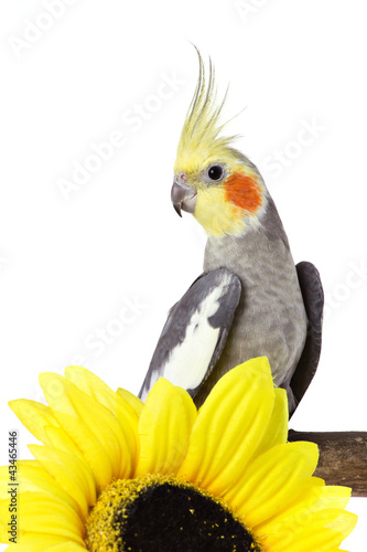 parrot and a flower