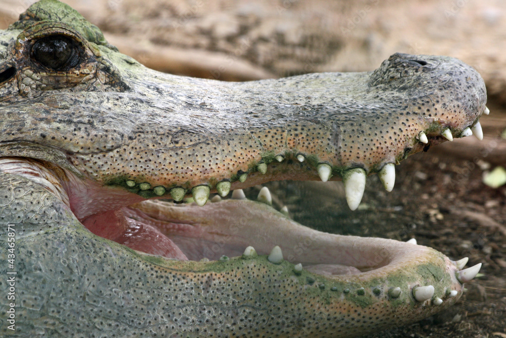 Fototapeta premium TIERE_0889_Mississippi-Alligator