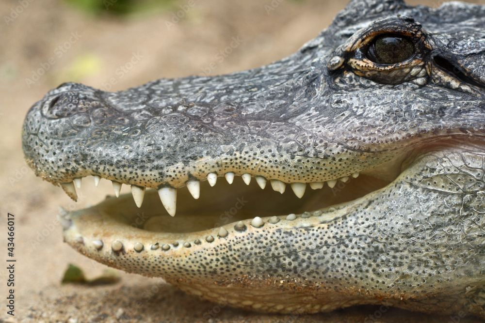 Obraz premium TIERE_0892_Mississippi-Alligator