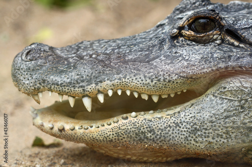 TIERE_0892_Mississippi-Alligator © Stephan von Mikusch