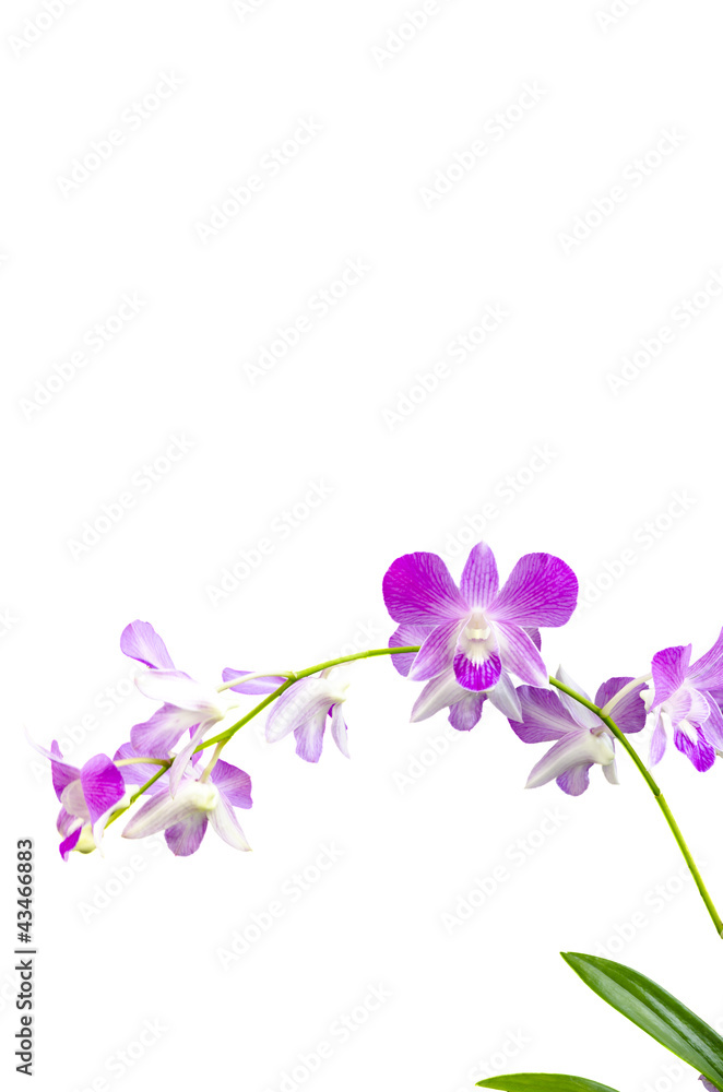 purple orchid purple orchid