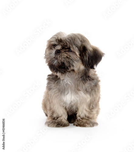 shih tzu puppy begging