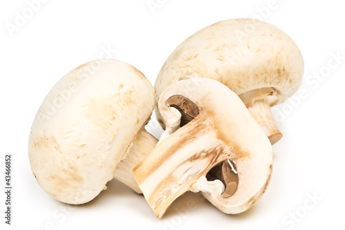 two champignon fungus on white background