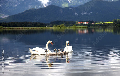 Fototapeta Schwan-Familie auf dem See