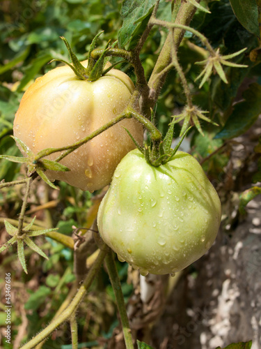 Pomodori acerbi photo